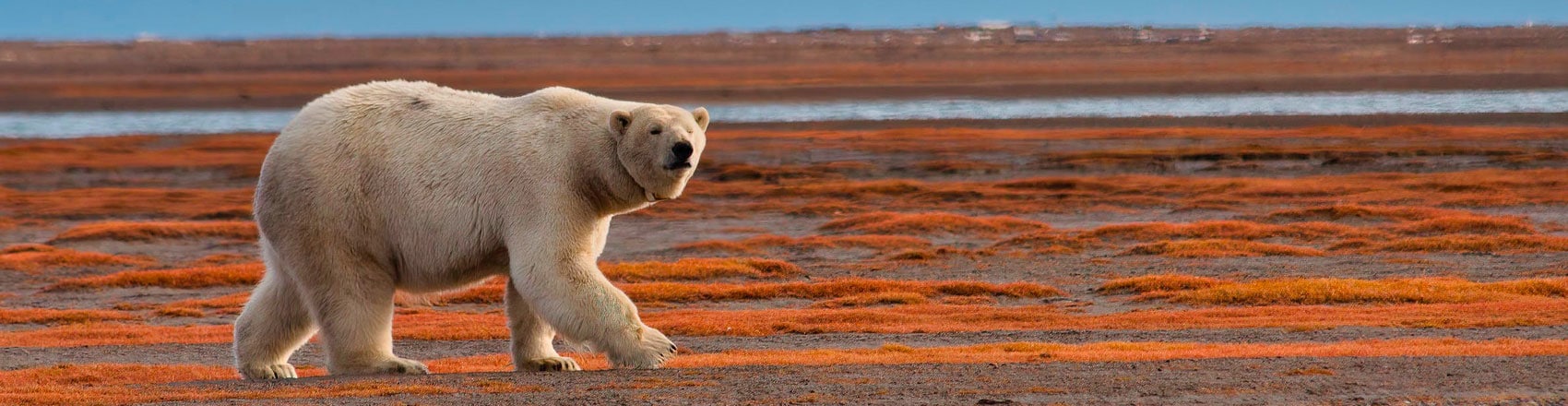 Polar bear walking in the Arctic